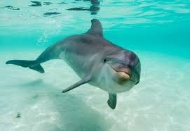 Du visar för närvarande Simma ifatt delfiner?